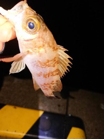 今日もチビのみ