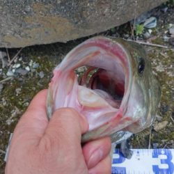 2019年4月21日 養老 五三川