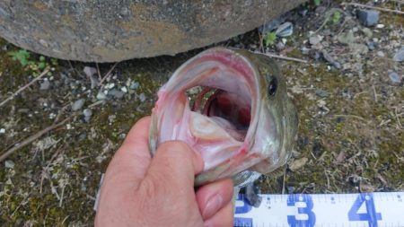 2019年4月21日 養老 五三川