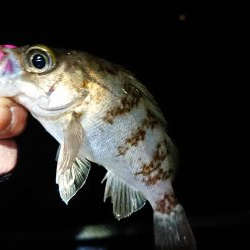 今日もチビのみ