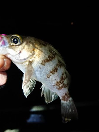今日もチビのみ