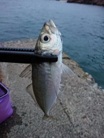 久々のアジング