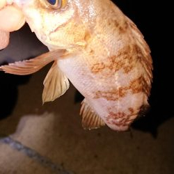 さっぱりでした