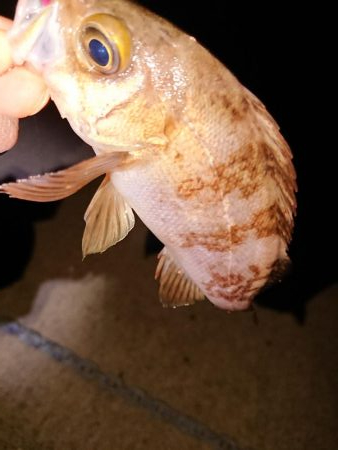 さっぱりでした