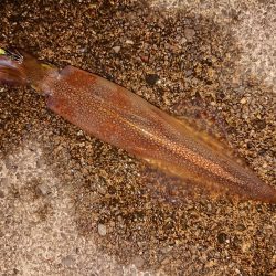 久々のヤリイカツ抜け