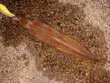 久々のヤリイカツ抜け