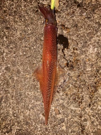 ヤリイカラッシュ