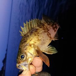 渋い中そこそこ