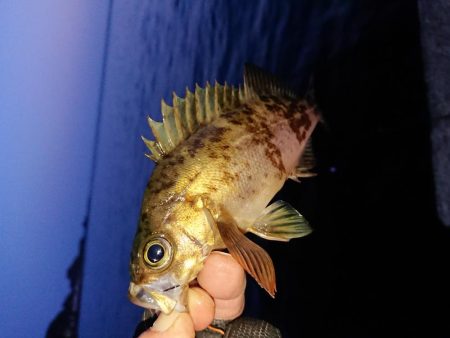 渋い中そこそこ