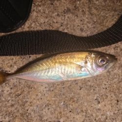 色々釣れたけど