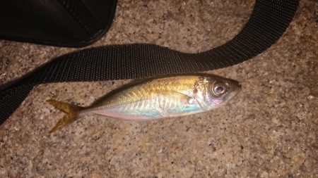 色々釣れたけど