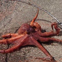 クエ釣りのはずか