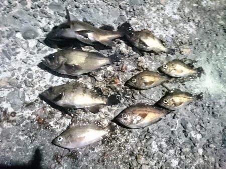 ニューロッドで釣りに行ってきました！