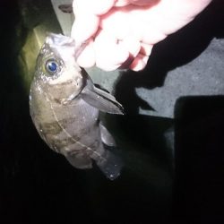 渋ーい  メバリング