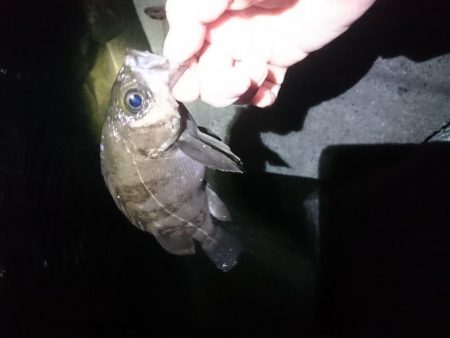 渋ーい  メバリング