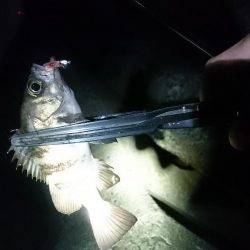 メバリングたのしー！