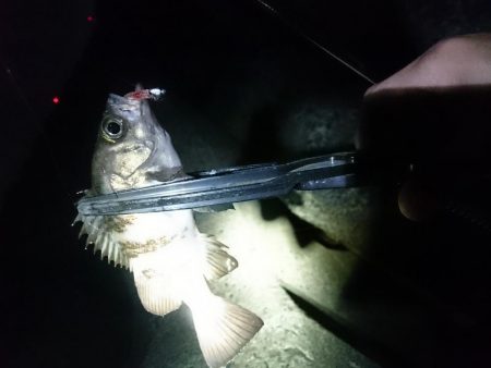 メバリングたのしー！