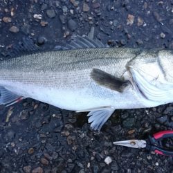 ○○ザキ 春のシーバス祭り 3点
