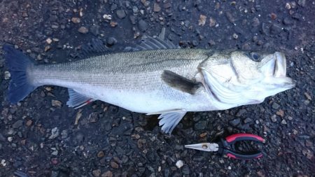 ○○ザキ 春のシーバス祭り 3点
