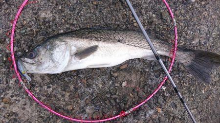 どうもスズキです。こんにちは。