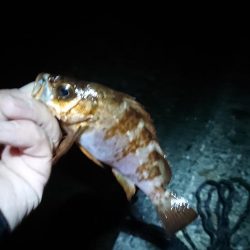 メバル浮き釣り