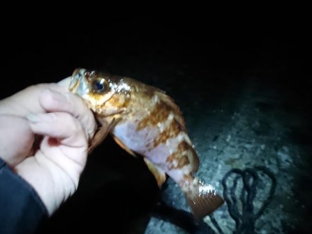 メバル浮き釣り