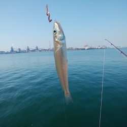 播磨新島のキス情報