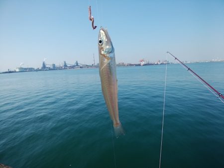 播磨新島のキス情報