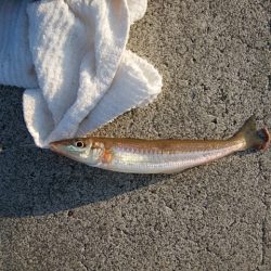 東二見白灯台波止へキス釣査