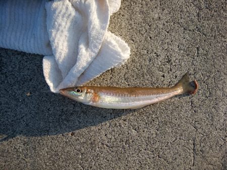 東二見白灯台波止へキス釣査