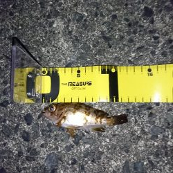 メバル狙いで！