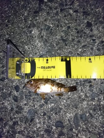 メバル狙いで！