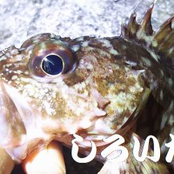 ガッシーに癒されました。