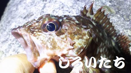 ガッシーに癒されました。