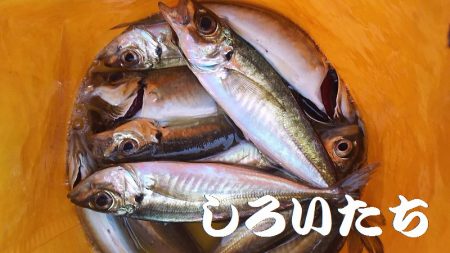 鳥取の帰りにアジを釣ろう！