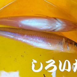 鳥取からの帰りにアジ狙い。