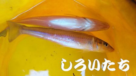 鳥取からの帰りにアジ狙い。