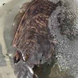 舞鶴でコウイカ