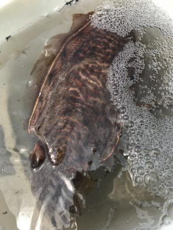 舞鶴でコウイカ