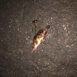 プラグでメバル