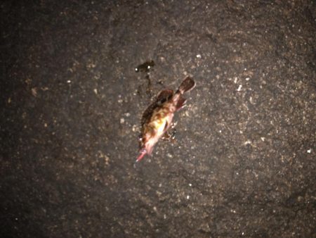 プラグでメバル