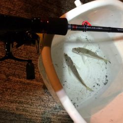 アジング、エギング