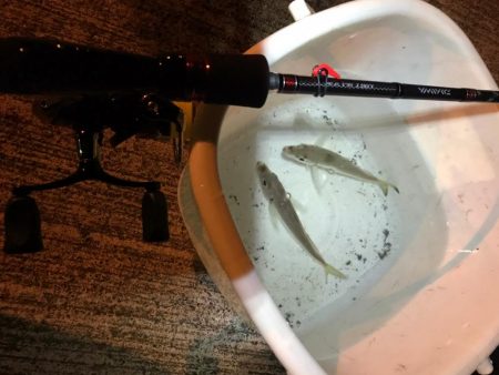 アジング、エギング