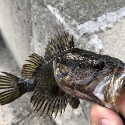 久しぶりの根魚
