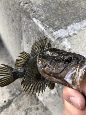 久しぶりの根魚