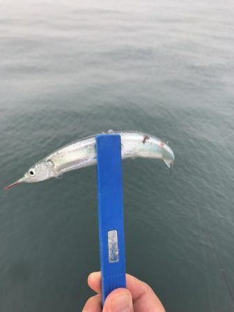 青物はまだいない…