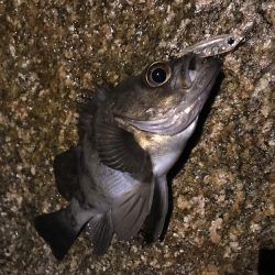 メバルプラッキング