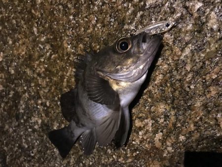 メバルプラッキング