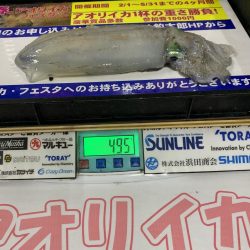 春烏賊いはほど遠い