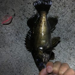 ジグヘッド青虫